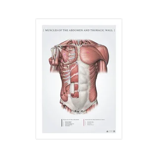 Vatsa- ja pinnalliset rintalihakset - anatomiajuliste 50x70mm