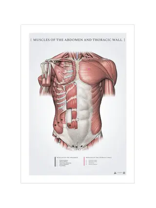 Vatsa- ja pinnalliset rintalihakset - anatomiajuliste 50x70mm