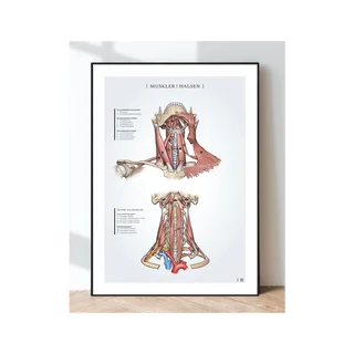 Julisteen anatomia - niskan lihakset