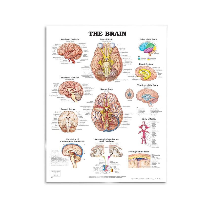 Brain-laminoitu juliste