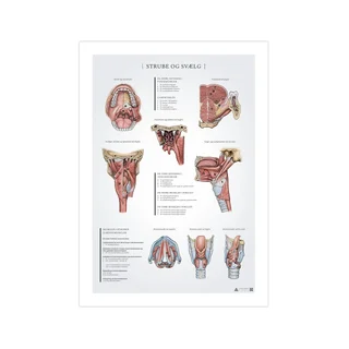 Kurkun ja nielun anatomian juliste 50x70mm