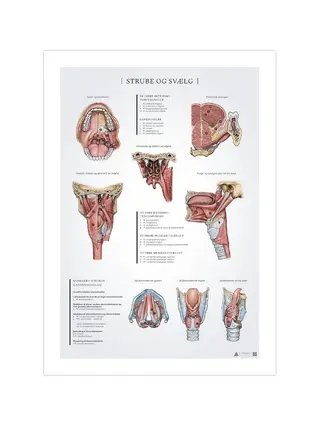 Kurkun ja nielun anatomian juliste 50x70mm