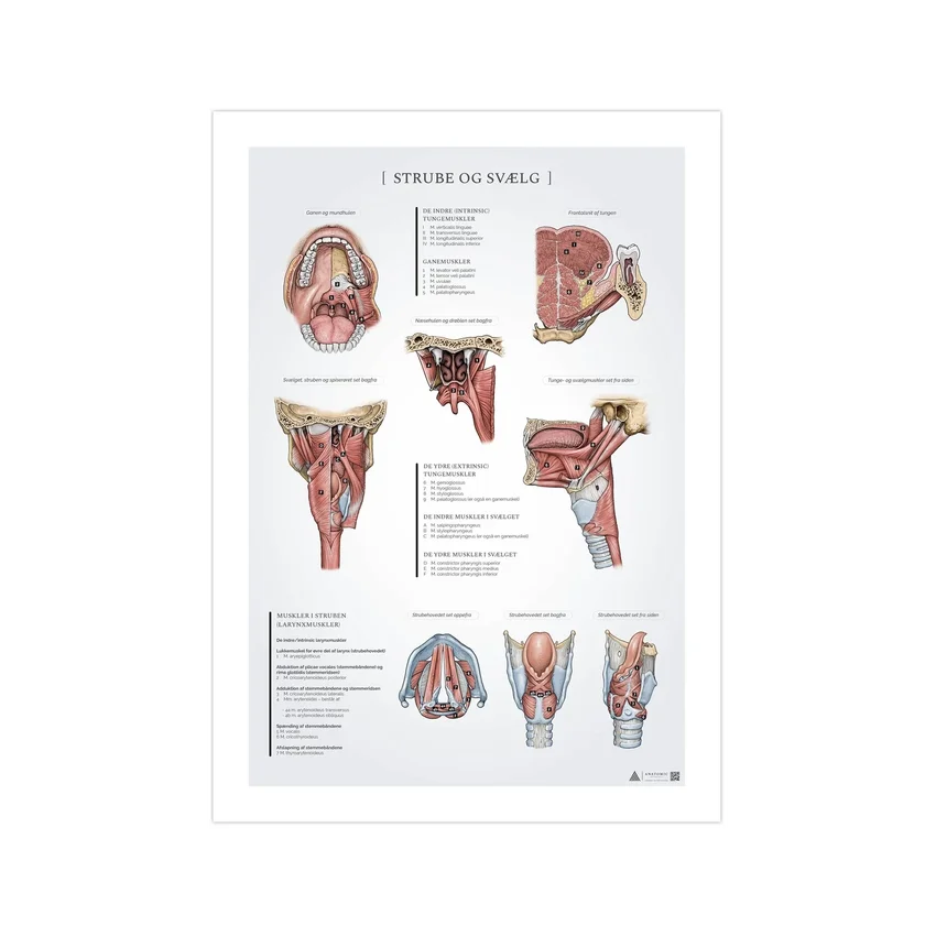 Kurkun ja nielun anatomian juliste 50x70mm