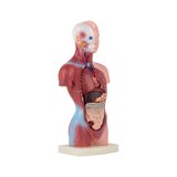Mini torso 15 osaa