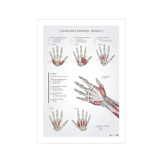 Käden lihakset -anatomiajuliste 50x70mm