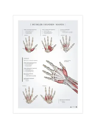 Käden lihakset -anatomiajuliste 50x70mm