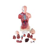 Mini torso 15 osaa