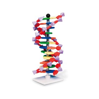 DNA malli - 12 kerrosta