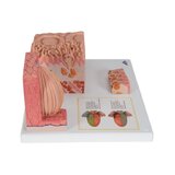 Mikroanatomia - raskas