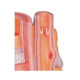 Mikroanatomia - valtimo ja ystävä