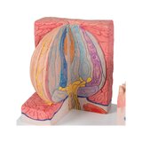 Mikroanatomia - raskas