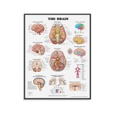 Brain-laminoitu juliste