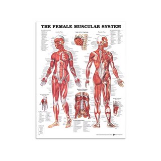 Nainen Muscle - anatomia Lautanen 51x66 cm