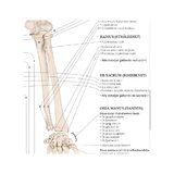 Liikuntaelimistön anatomia -juliste, ruotsi/latina