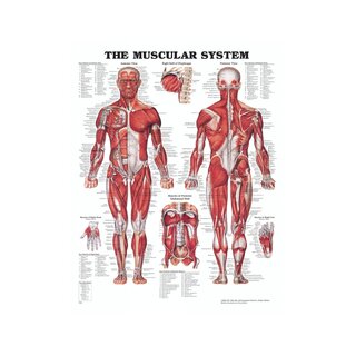 Anatomia juliste - Muscles Lihakset