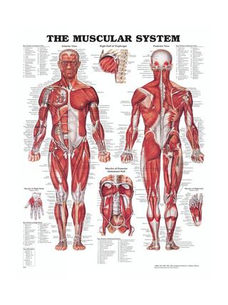 Anatomia juliste - Muscles Lihakset