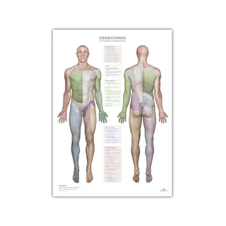 Dermatomit ja ihon hermotusalueet - juliste 50x70 cm