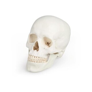 Cranium malli
