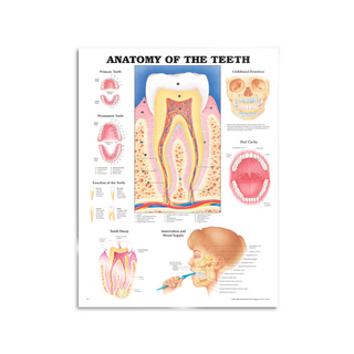 Anatomia hampaiden laminoitu juliste englanti (Anatomy of the teeth)