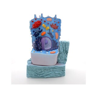 Eeläin cell