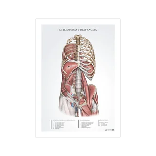 Anatomiajuliste - Iliopsoas ja pallea
