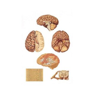 Keskushermosto 84 x 200 cm