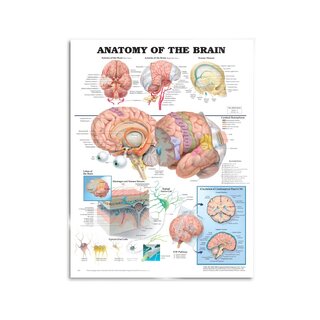 Aivojen anatomia - juliste