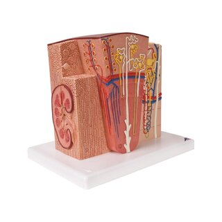 Mikroanatomia - munuaiset