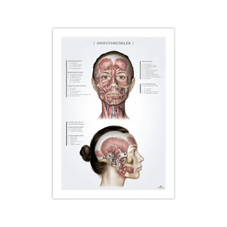 Naisten kasvolihakset, anatomiajuliste 50x70mm