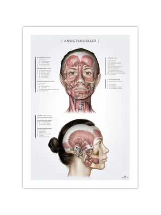 Naisten kasvolihakset, anatomiajuliste 50x70mm
