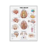Brain-laminoitu juliste