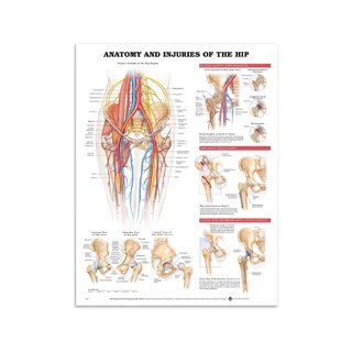 Anatomia ja vammoja lonkkanivelessä englanniksi