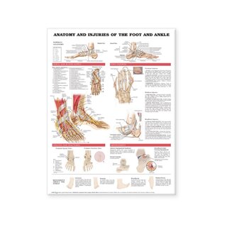 Jalan ja nilkan laminoidun julisteen anatomia ja vammat English