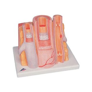 Mikroanatomia - valtimo ja ystävä