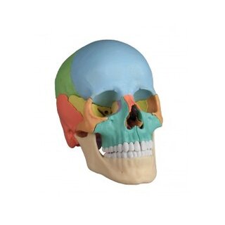 Osteopaattinen kallomalli, 22 OSA, DIDAKTINEN VERSIO