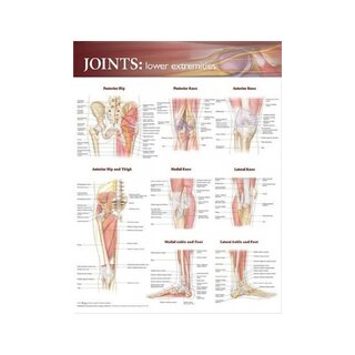 Alaraajojen nivelet – juliste (Joints of lower extremities)