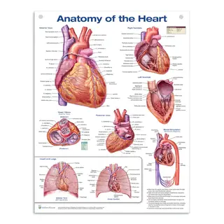 Sydän Anatomia Laminaatti Juliste Englanti (Anatomy of the Heart)