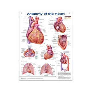 Sydän Anatomia Laminaatti Juliste Englanti (Anatomy of the Heart)