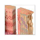 Mikroanatomian silmät