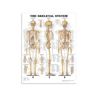 Anatomy Julisteet - Skeleton