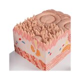Mikroanatomia - raskas