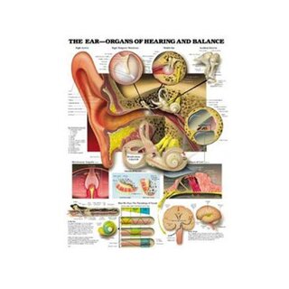 Korvan anatomia, kuulo ja tasapaino – laminoitu juliste (englanti)