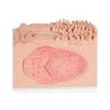 Mikroanatomia - raskas