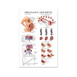 Anatominen opetustaulu Human Development English