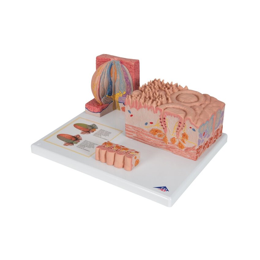 Mikroanatomia - raskas