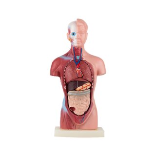 Mini torso 15 osaa