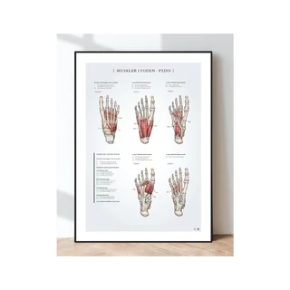 Julisteen anatomia - Jalkapään lihakset