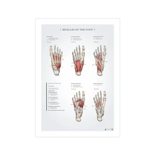 Jalkaterän lihasten anatomiajuliste 50x70mm