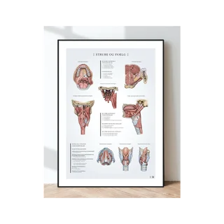Anatomiajuliste - Kurkun ja nielun lihakset