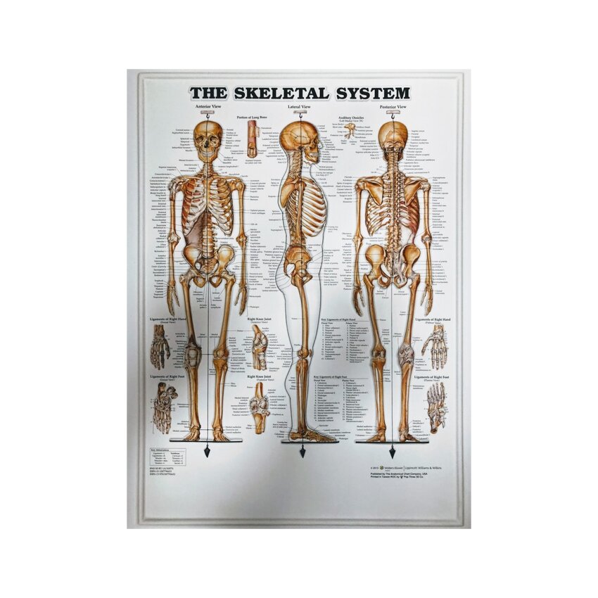 Luuranko 3D - Anatomia juliste